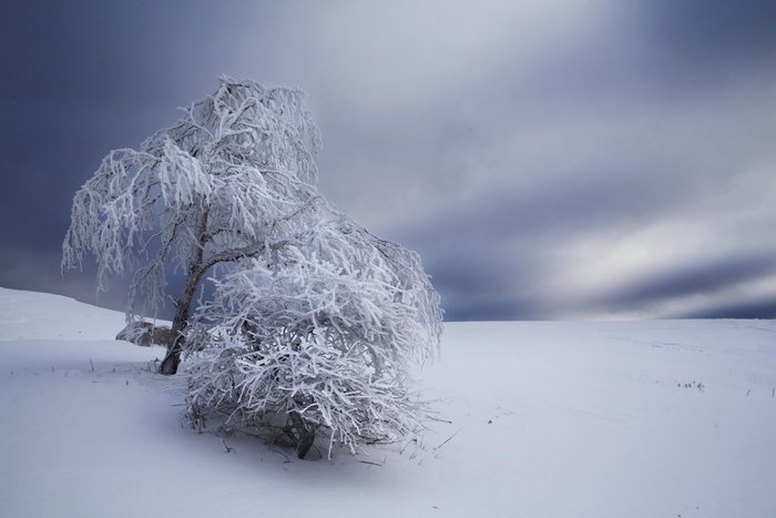 Arbre givré