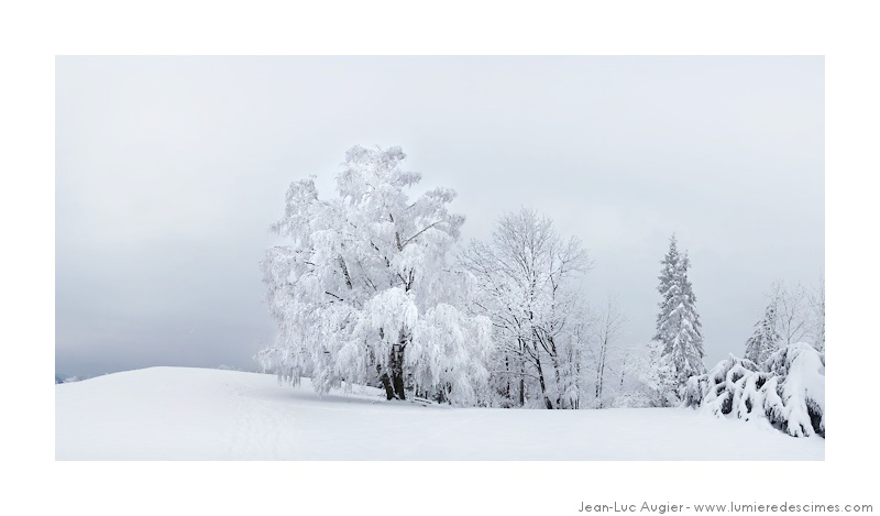 arbres-blancs-revel-1