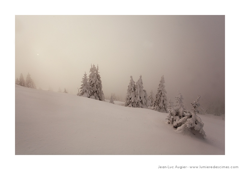 soleil-arbres-blancs-gd-rocher